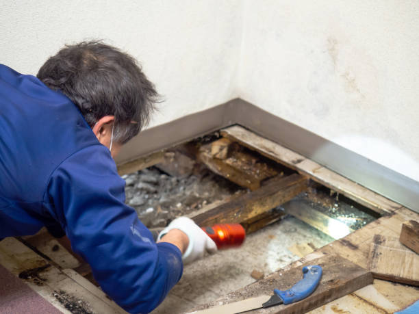 Best Mold Removal Near Me  in Marinette, WI
