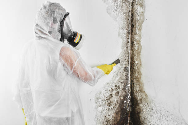 Best Emergency Mold Removal  in Marinette, WI