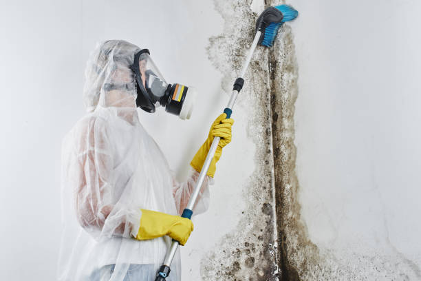 Best Certified Mold Removal  in Marinette, WI