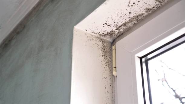 Best Best Mold Removal Companies  in Marinette, WI