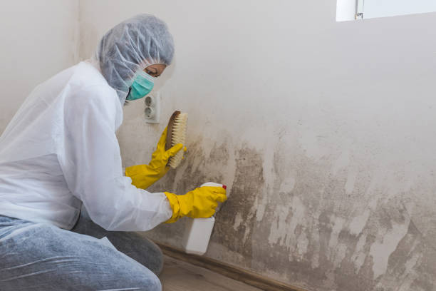 Professional Mold Removal in Marinette, WI