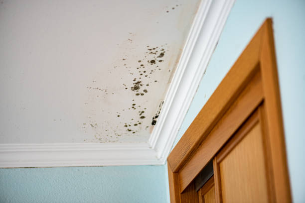 Best Toxic Mold Removal  in Marinette, WI