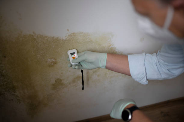 Best Mold Remediation Experts  in Marinette, WI