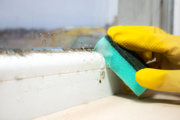 Best Home Mold Removal  in Marinette, WI