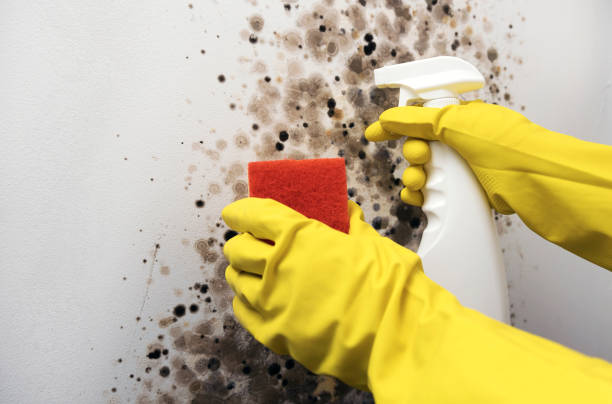 Best Mold Testing  in Marinette, WI