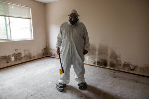 Best Local Mold Removal Service  in Marinette, WI