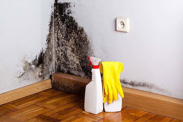 Best Fast Mold Removal  in Marinette, WI