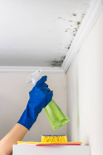 Best Affordable Mold Removal  in Marinette, WI