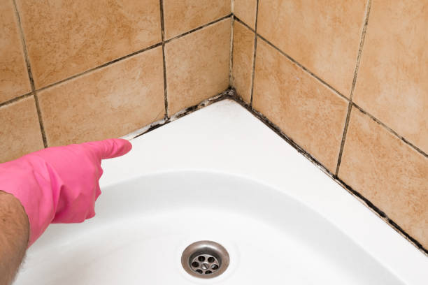 Best Local Mold Removal Service  in Marinette, WI